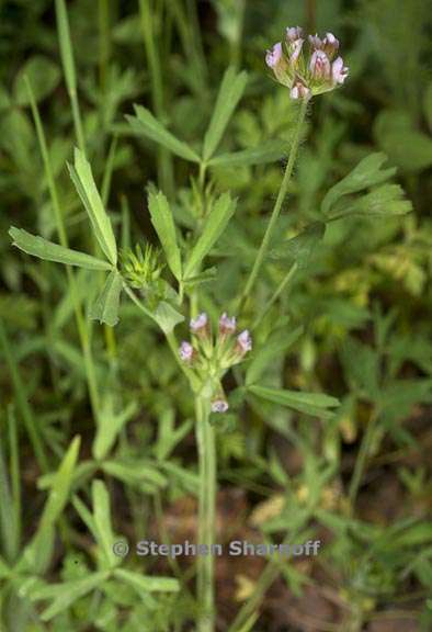 trifolium bifidum var decipiens 2 graphic